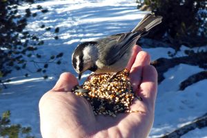 Hike to Chickadee Ridge